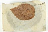 Fossil Hackberry (Celtis) Leaf - Montana #201314-1